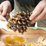 Craft Corner: Pine Cone Bird Feeder