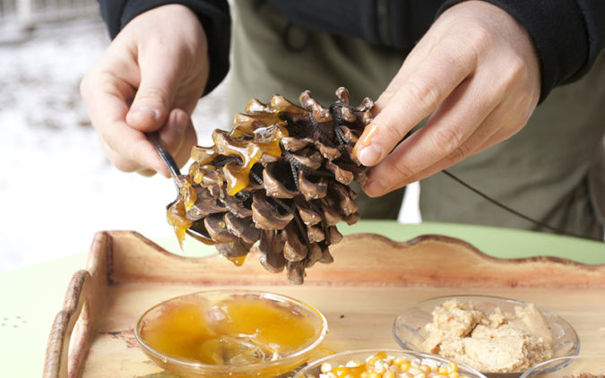 Pine Cone Bird Feeder