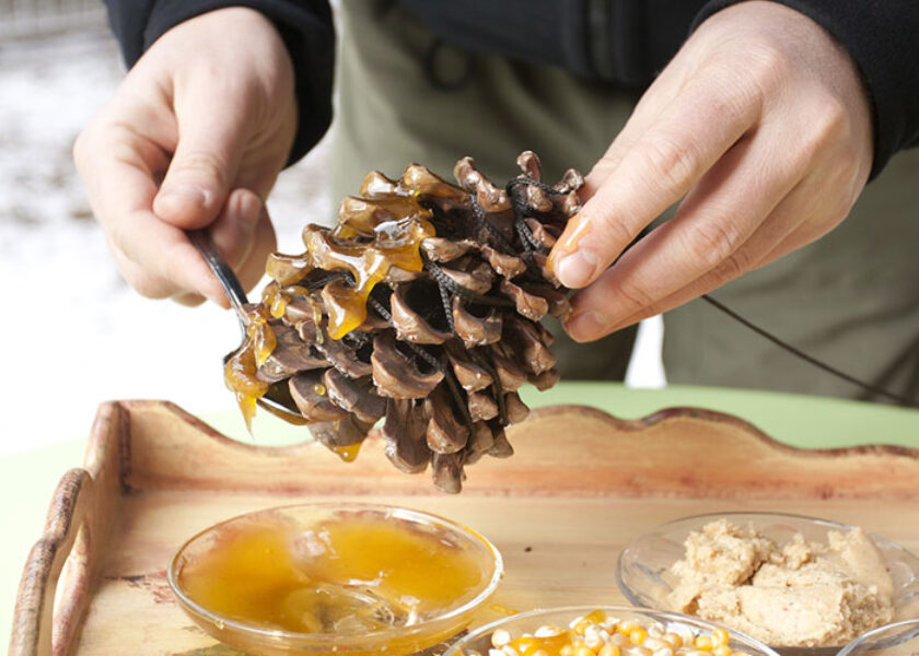 Pine Cone Bird Feeder
